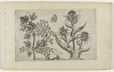 Aalbes en Mariadistel door Crispijn van de Passe (I) (attributed to)