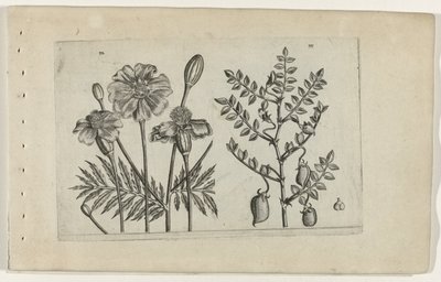 Afrikaantje en kikkererwt door Crispijn van de Passe (I) (attributed to)