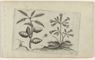 Amandelboom en gulden sleutelbloem door Crispijn van de Passe (I) (attributed to)