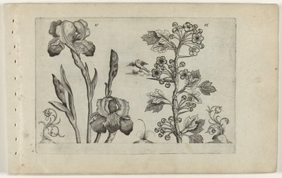 Baardiris en koraalmeidoorn door Crispijn van de Passe (I) (attributed to)