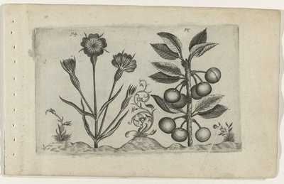 Bolderik en zure kers door Crispijn van de Passe (I) (attributed to)