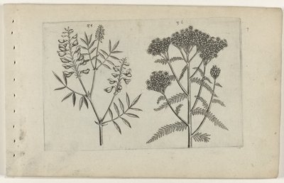 Boswikke en duizendblad door Crispijn van de Passe (I) (attributed to)