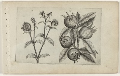 Dagkoekoeksbloem en mispel door Crispijn van de Passe (I) (attributed to)