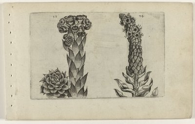 Donderblad en koningskaars (Cognoscite lilia) door Crispijn van de Passe (I) (attributed to)