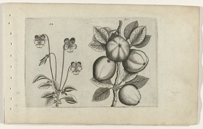 Driekleurig viooltje en appel Cognoscite lilia door Crispijn van de Passe (I) (attributed to)