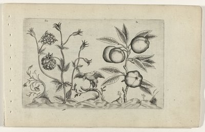 Dubbele akelei en appel door Crispijn van de Passe (I) (attributed to)