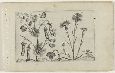 Erwt en korenbloem door Crispijn van de Passe (I) (attributed to)