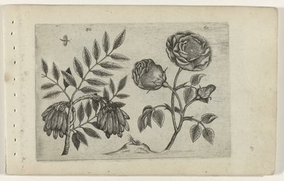 Es en roos door Crispijn van de Passe (I) (attributed to)