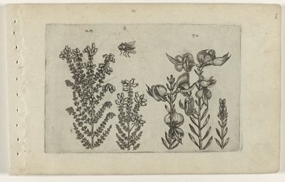 Gewone dopheide en bezemstruik (Cognoscite lilia) door Crispijn van de Passe (I) (attributed to)