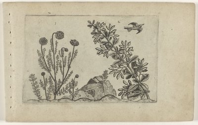 Gewone kamille en zuurbes door Crispijn van de Passe (I) (attributed to)