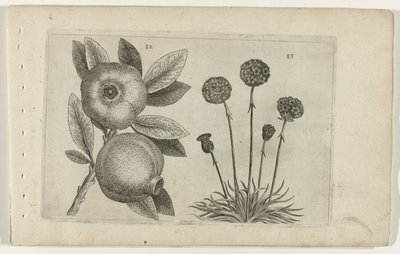 Granaatappel en Engels gras door Crispijn van de Passe (I) (attributed to)