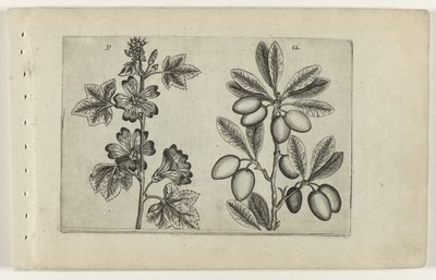 Groot kaasjeskruid en olijfboom (Cognoscite lilia) door Crispijn van de Passe (I) (attributed to)