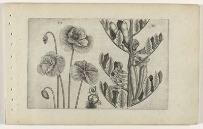Grote klaproos en tuinboon door Crispijn van de Passe (I) (attributed to)