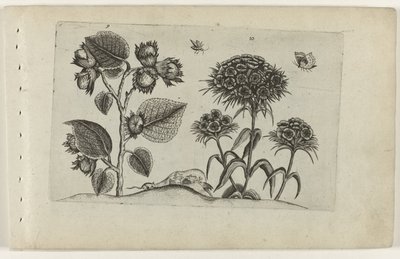 Hazelaar en duizendschoon door Crispijn van de Passe (I) (attributed to)