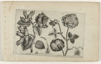 Hazelaar en roos door Crispijn van de Passe (I) (attributed to)