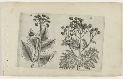 Hertswortel en boerenwormkruid door Crispijn van de Passe (I) (attributed to)