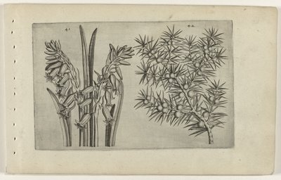 Hyacint en jeneverbes (Cognoscite lilia) door Crispijn van de Passe (I) (attributed to)