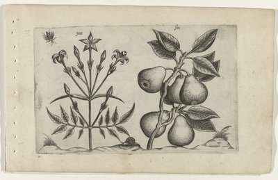 Jasmijn en peer door Crispijn van de Passe (I) (attributed to)