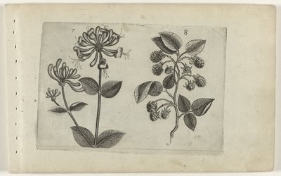 Kamperfoelie en framboos door Crispijn van de Passe (I) (attributed to)
