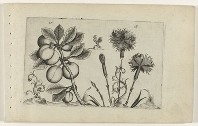 Kerspruim en tuinanjer door Crispijn van de Passe (I) (attributed to)