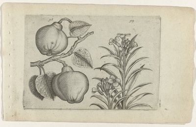 Kweepeer en muurbloem door Crispijn van de Passe (I) (attributed to)