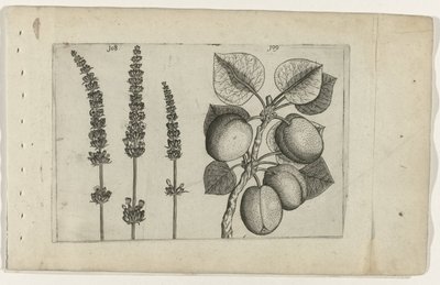 Lavendel en abrikoos door Crispijn van de Passe (I) (attributed to)