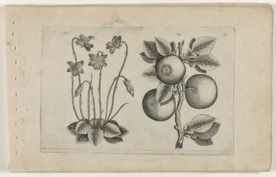 Maarts viooltje en sinaasappel door Crispijn van de Passe (I) (attributed to)