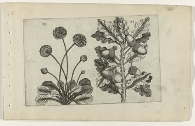 Madeliefje en zomereik door Crispijn van de Passe (I) (attributed to)