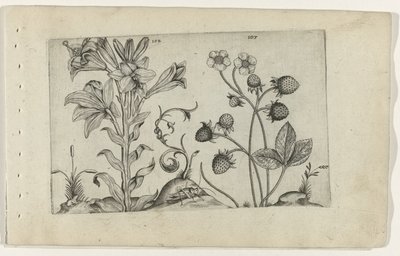 Madonnalelie en aardbei door Crispijn van de Passe (I) (attributed to)