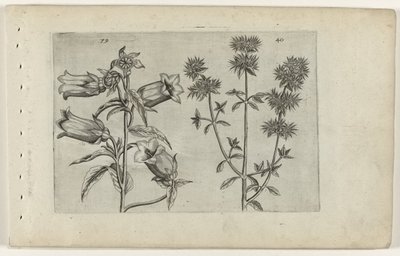 Mariëtteklokje en marjolein door Crispijn van de Passe (I) (attributed to)