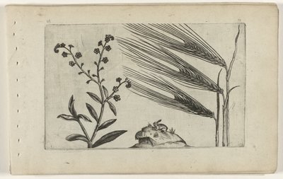 Moerasvergeet-mij-nietje en gerst (serietitel) door Crispijn van de Passe (I) (attributed to)