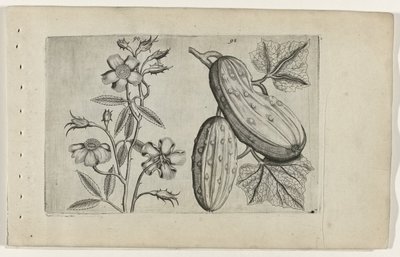 Muskusroos en komkommer door Crispijn van de Passe (I) (attributed to)