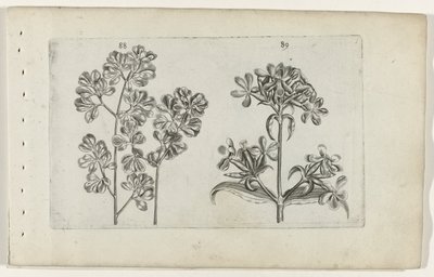 Muurvaren en zeepkruid (Cognoscite lilia) door Crispijn van de Passe (I) (attributed to)