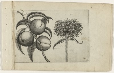Perzik en brandende liefde door Crispijn van de Passe (I) (attributed to)