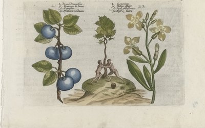 Pruim en muurbloem (serietitel) door Crispijn van de Passe (I) (attributed to)