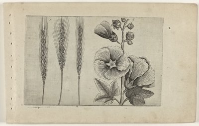 Rogge en stokroos door Crispijn van de Passe (I) (attributed to)