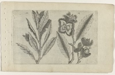 Salie en tamme kastanje door Crispijn van de Passe (I) (attributed to)
