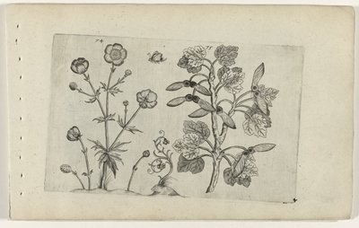 Scherpe boterbloem en veldesdoorn (Cognoscite lilia) door Crispijn van de Passe (I) (attributed to)