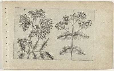 Sering en mansbloed (Cognoscite lilia) door Crispijn van de Passe (I) (attributed to)