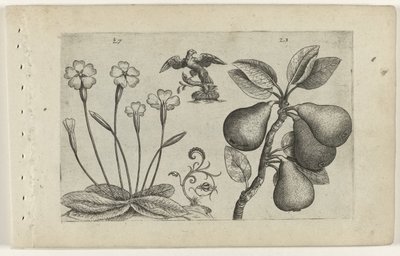 Sleutelbloem en peer door Crispijn van de Passe (I) (attributed to)