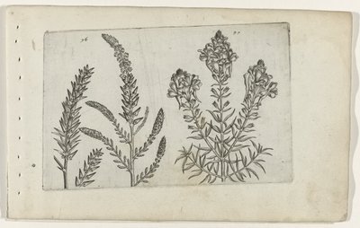 Tamarisk en vlasbekje (serietitel) door Crispijn van de Passe (I) (attributed to)