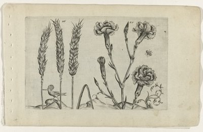 Tarwe en tuinanjer door Crispijn van de Passe (I) (attributed to)