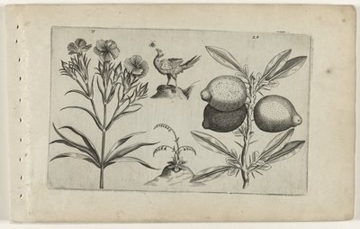 Tuinanjer en citroen door Crispijn van de Passe (I) (attributed to)