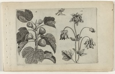 Vijgenboom en wilde akelei (Cognoscite lilia) door Crispijn van de Passe (I) (attributed to)