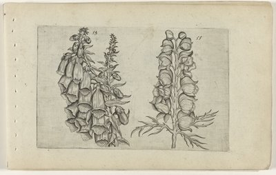 Vingerhoedskruid en blauwe monnikskap door Crispijn van de Passe (I) (attributed to)