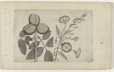 Walnootboom en akkerwinde (Cognoscite lilia) door Crispijn van de Passe (I) (attributed to)
