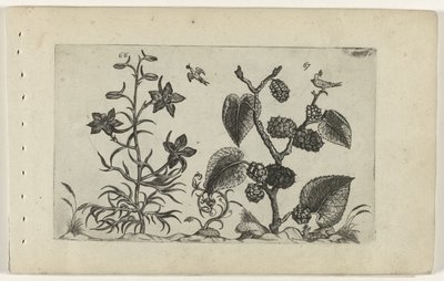 Wilde ridderspoor en zwarte moerbei door Crispijn van de Passe (I) (attributed to)