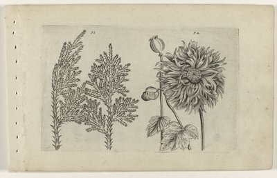 Zevenboom en slaapbol (Cognoscite lilia) door Crispijn van de Passe (I) (attributed to)