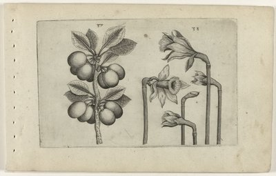 Zure kers en wilde narcis door Crispijn van de Passe (I) (attributed to)