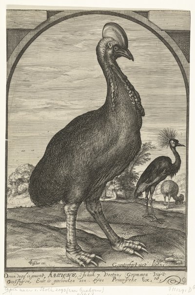 Casuaris, meegebracht door Willem Jacobsz. uit Oost-Indië en geschonken aan prins Maurits, 1614 door Crispijn van den Queborn (attributed to)